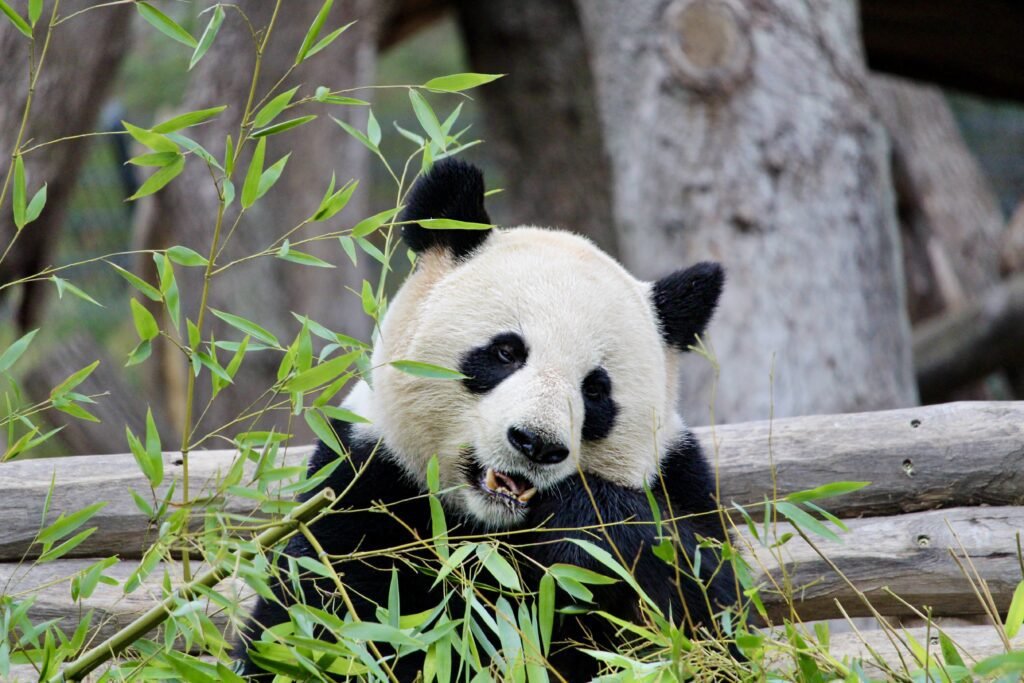 Großer Panda zwischen Bambuspflanzen im Zoo Berlin