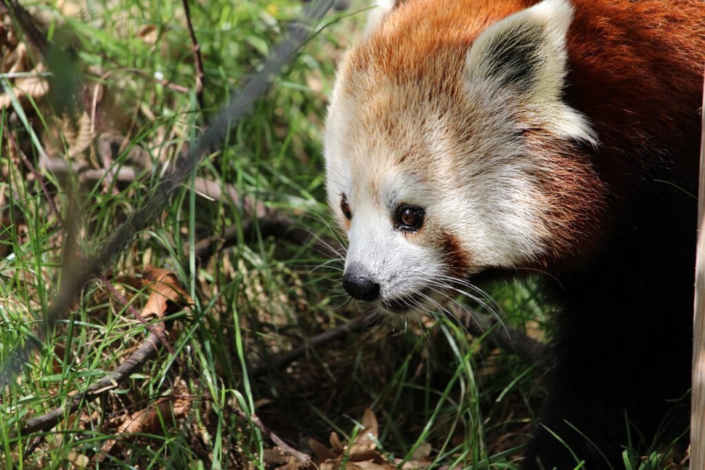 Roter Panda zwischen grünen Pflanzen im Zoo Heidelberg