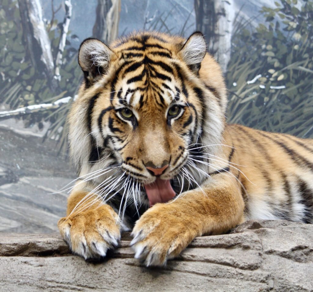 Sumatra-Tiger mit orange-schwarz gestreiftem Fell im Zoo Berlin