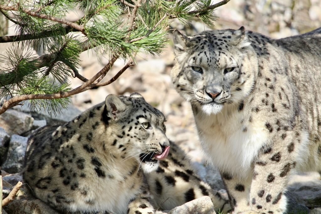 Zwei Schneeleoparden mit geflecktem Fell zwischen Felsen
