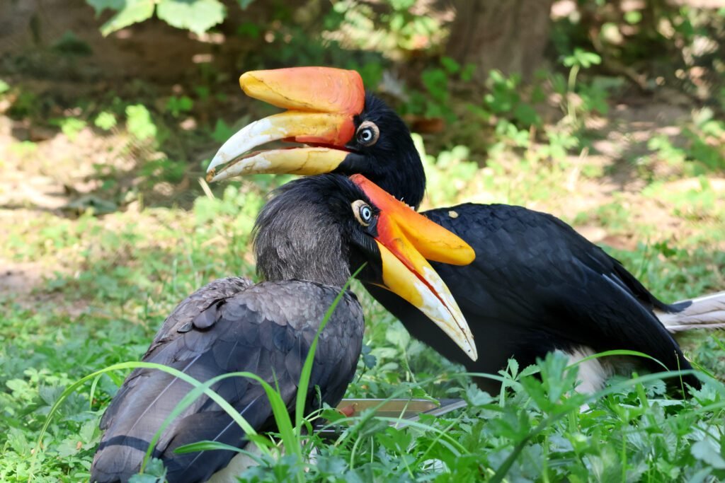 Zwei Rhinozeros-Hornvögel im Grünen