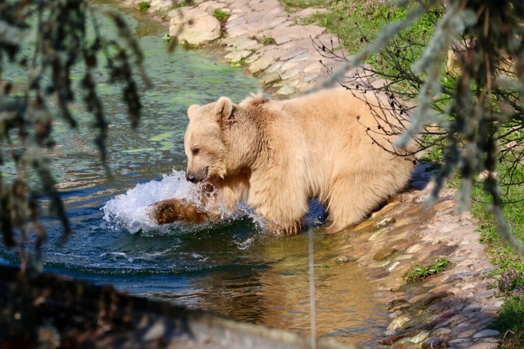 Syrischer Braunbär am Wasser im Zoo Heidelberg