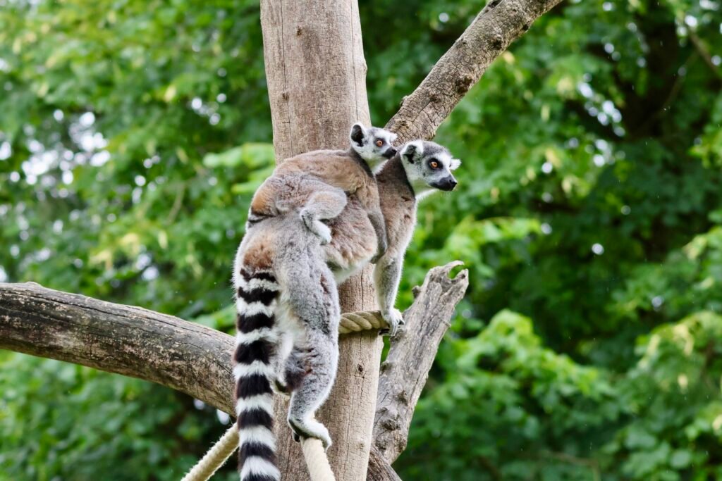 Zwei Kattas auf einem Baumstamm im Zoo Augsburg