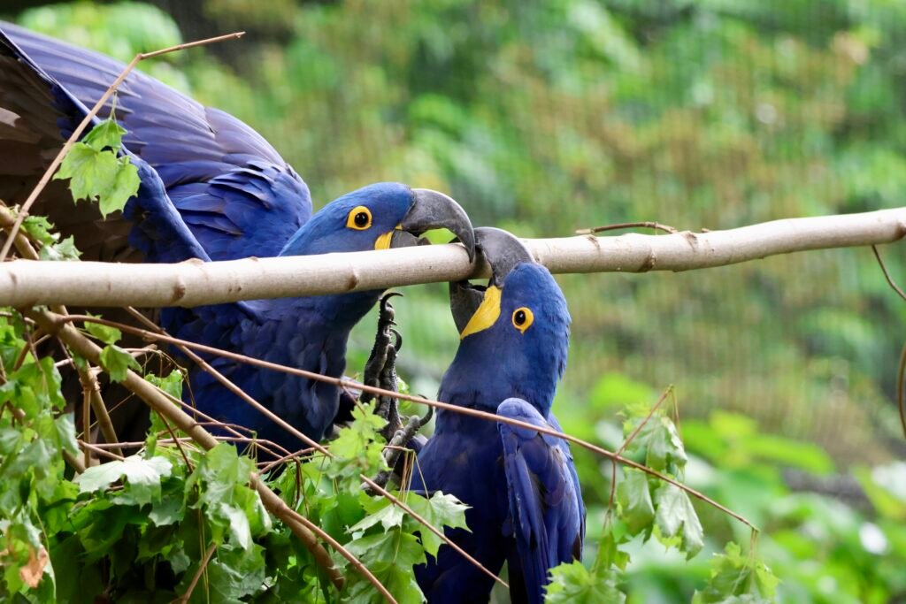 Zwei blaue Hyazintharas auf einem Ast im Grünen Zoo Wuppertal