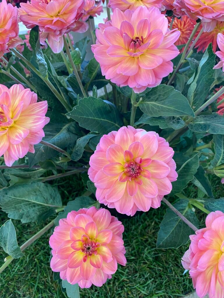 Nahaufnahme einer rosa Dahlie mit dicht angeordneten Blütenblättern