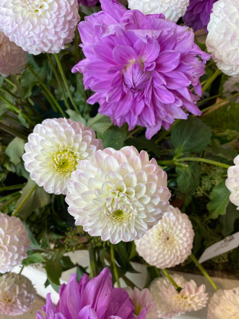 Violette und weiße Dahlien mit geöffneten Blütenblättern