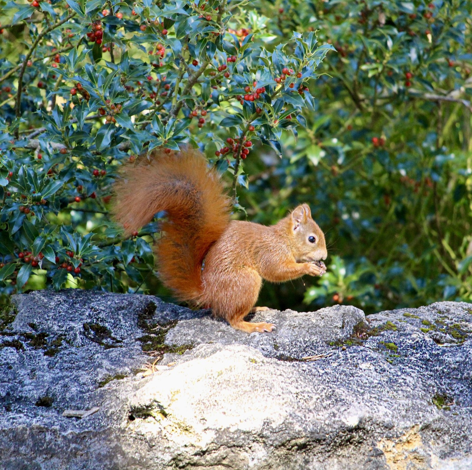 Rotes Eichhörnchen auf einem Felsen vor grüner Vegetation