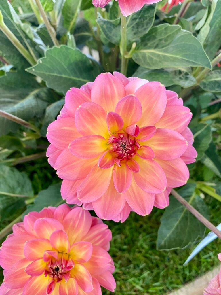 Nahaufnahme einer rosa Dahlie mit dicht angeordneten Blütenblättern