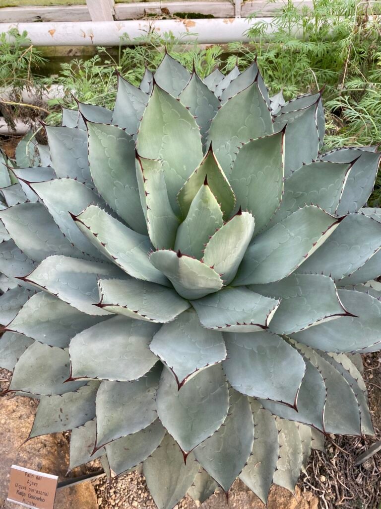 Nahaufnahme einer Agave