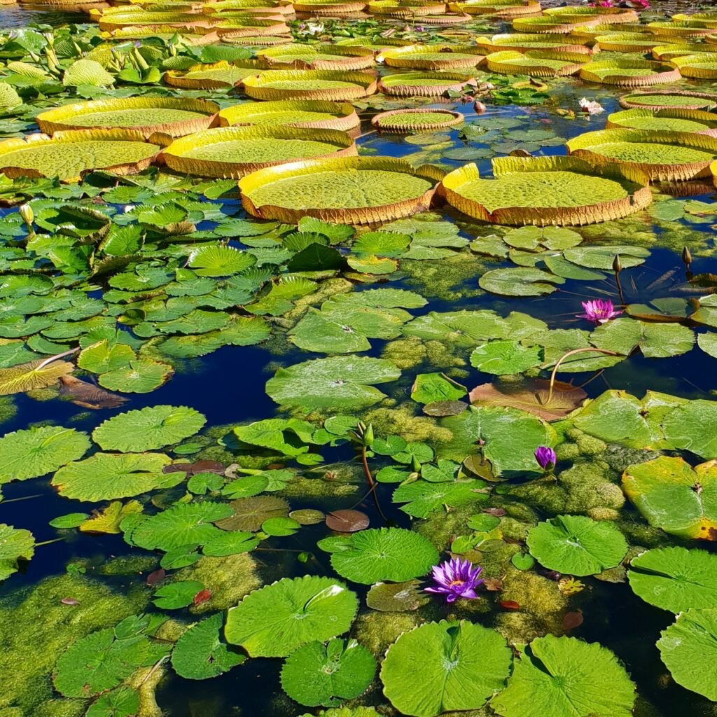 Seerosen zwischen großen grünen Schwimmblättern in der Wilhelma Stuttgart