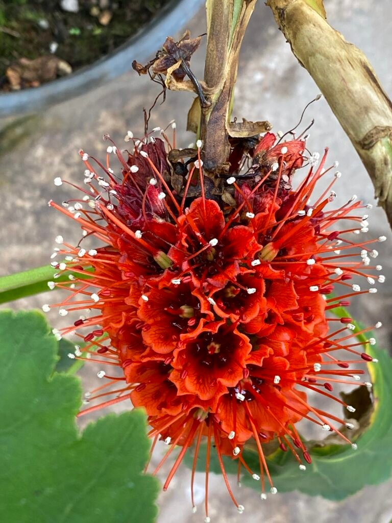 Nahaufnahme der roten Blüte eines Natal-Honigstrauchs vor grünem Hintergrund